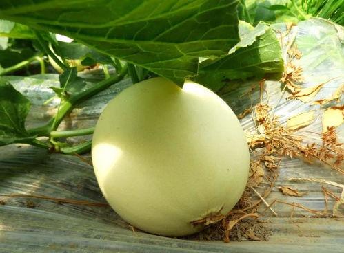 吃瓜网在哪,热门话题背后的真相与趣味